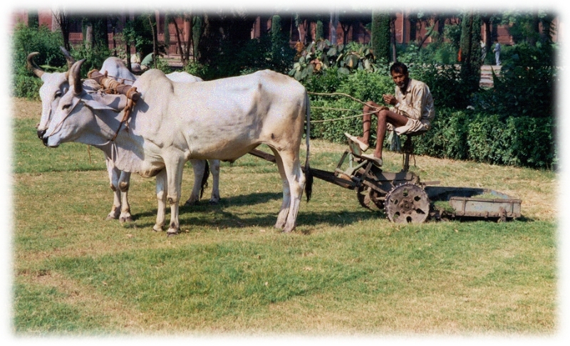 Lawnmower, Agra India.jpg